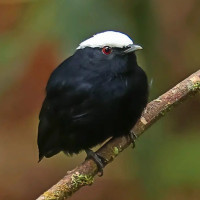 White-crowned Manakin